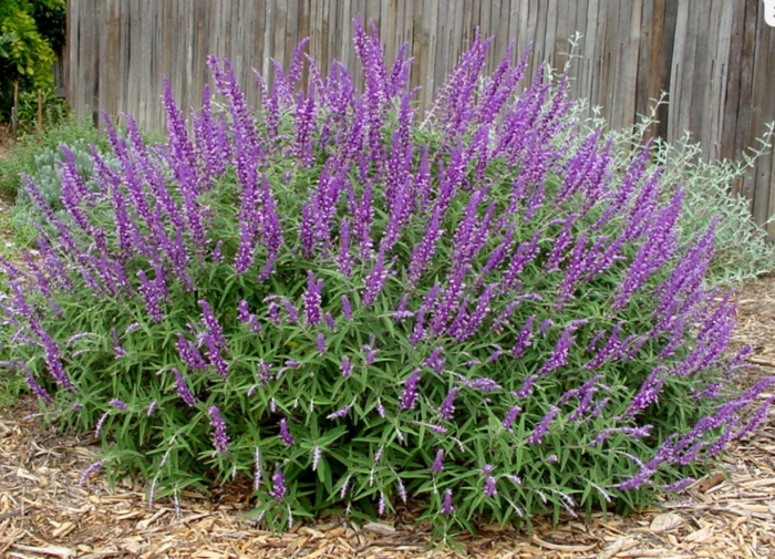 Salvia blue