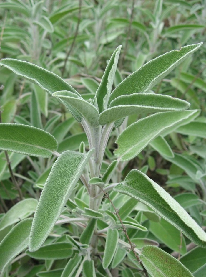 Шалфей оффициналис