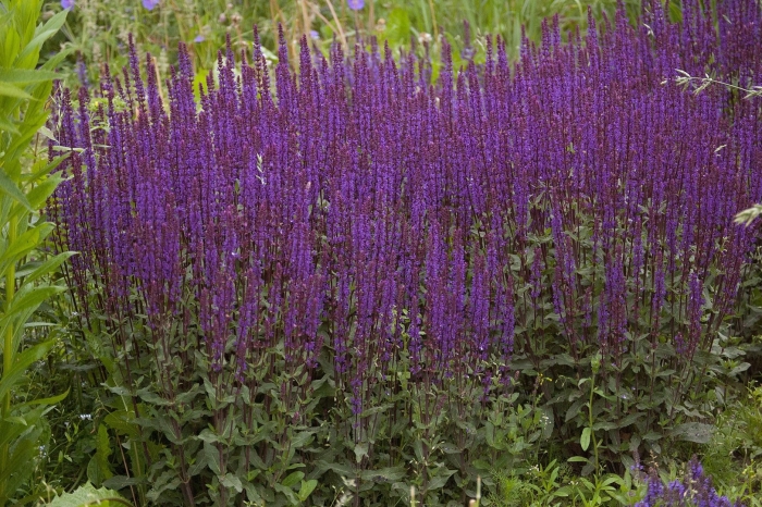 Шалфей дубравный caradonna