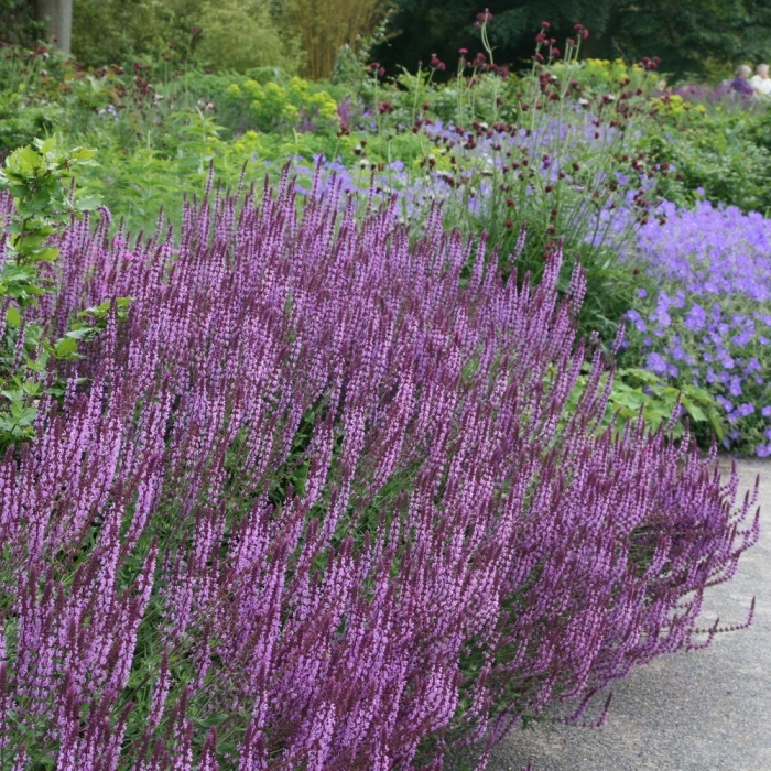 Шалфей дубравный amethyst