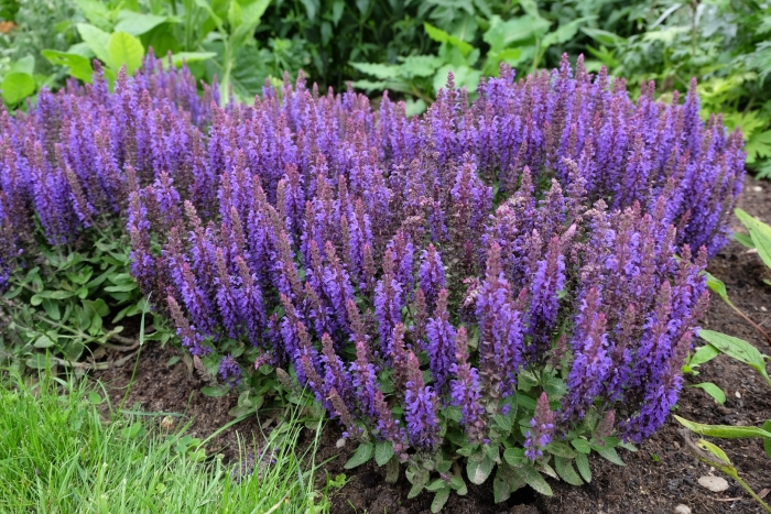 Шалфей дубравный блю