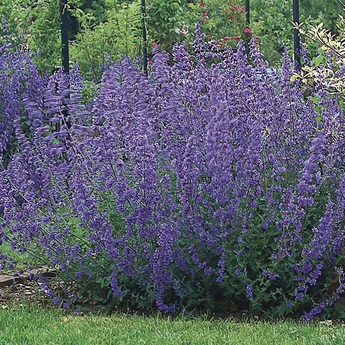 Котовник фассена nepeta faassenii