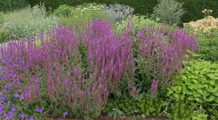 Сальвия (шалфей) дубравная «rose queen»