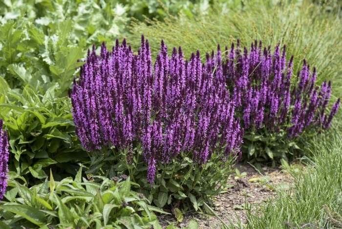 Шалфей дубравный salvia nemorosa