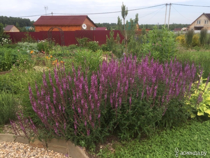 Шалфей дубравный