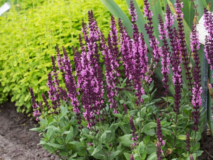 Шалфей дубравный майнахт