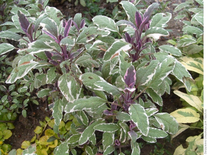 Шалфей лекарственный вариегатный