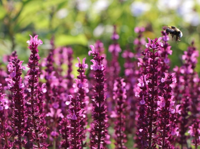 Сальвия дубравная (шалфей) нью деменшн роуз