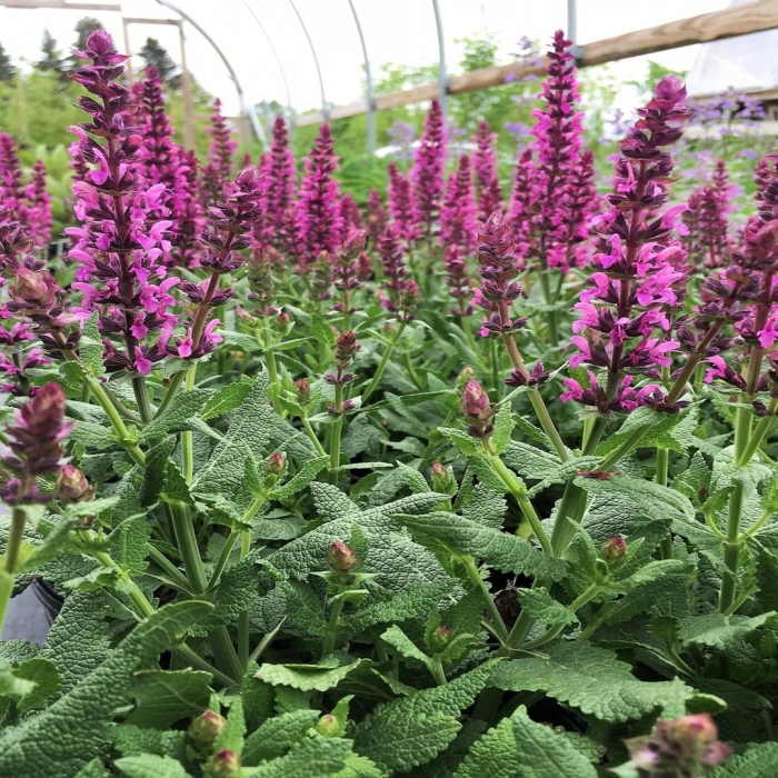 Шалфей дубравный viola klose