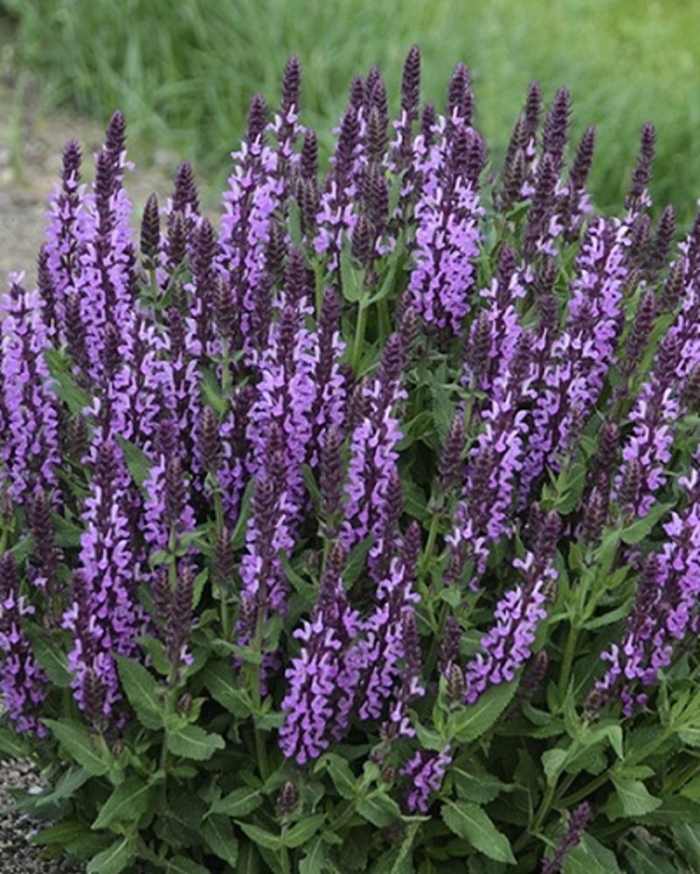 Шалфей дубравный  violettkonigin