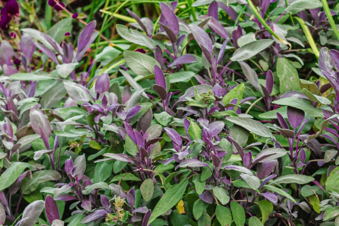 Шалфей salvia purpurascens