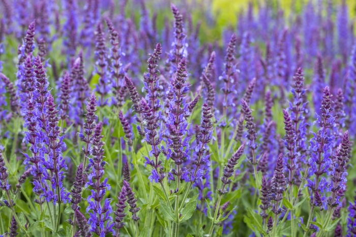 Шалфей дубравный ostfriesland