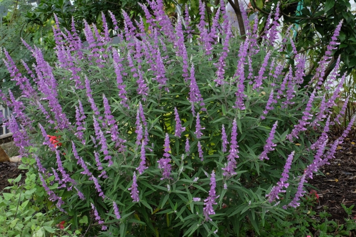 Шалфей дубравный остфрисланд