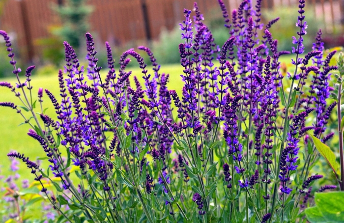 Шалфей дубравный new dimension blue