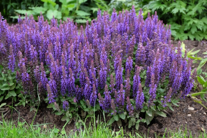 Дубравный шалфей