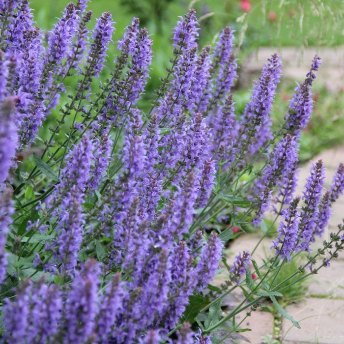 Шалфей дубравный блаухугель