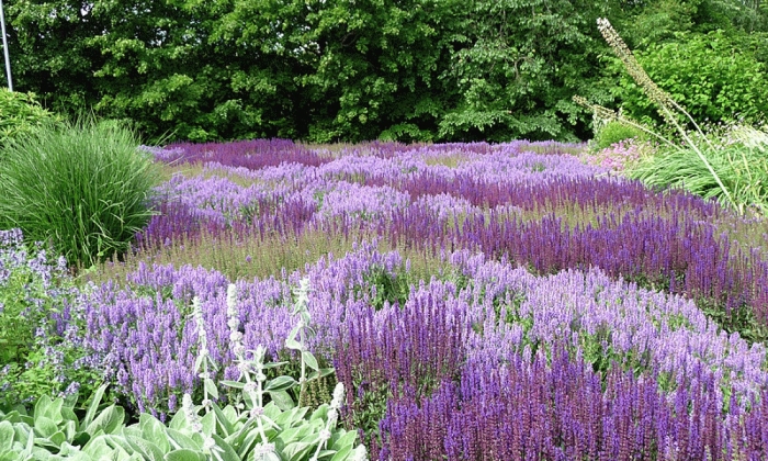 Котовник пит удольф