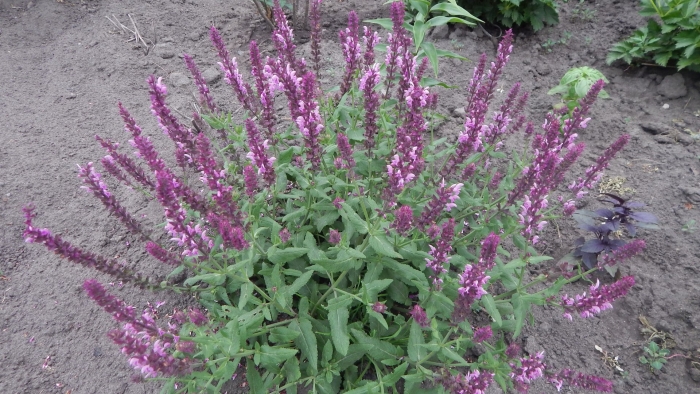 Шалфей дубравный mainacht