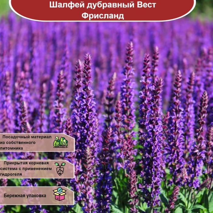 Шалфей дубравный вест фрисланд