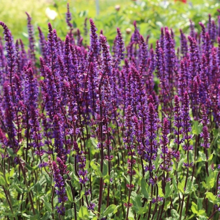 Сальвия дубравная (шалфей) плюмоза