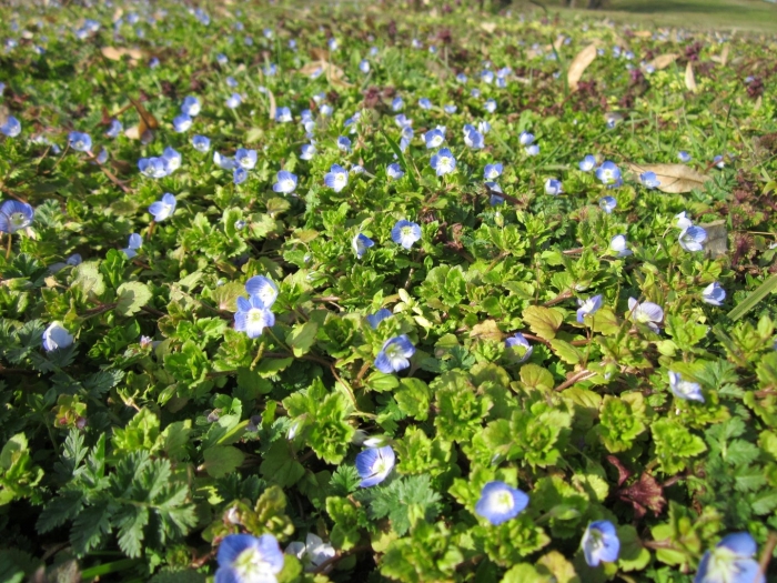 Veronica anagallis-aquatica