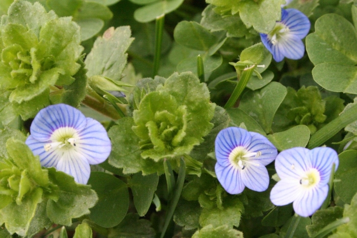 Вероника persica