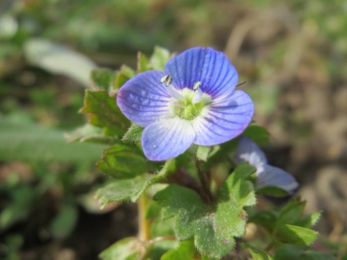 Растение вероника пашенная