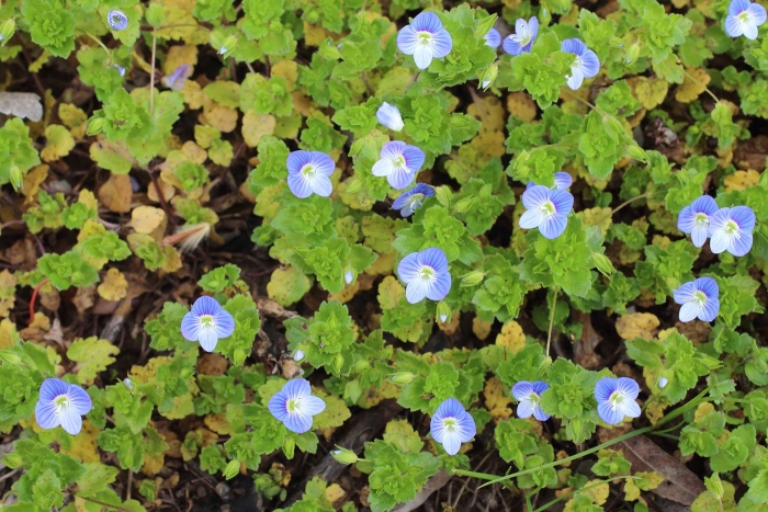 Сорняк вероника ползучая