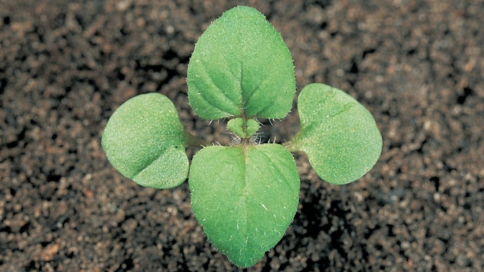 Молочай сорняк