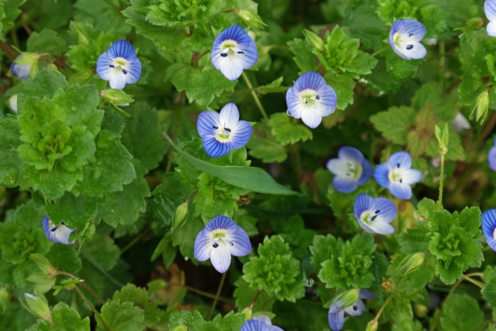 Растение вероника