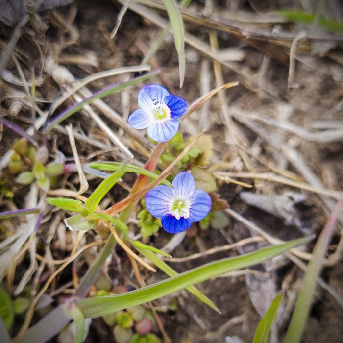 Цветок вероника