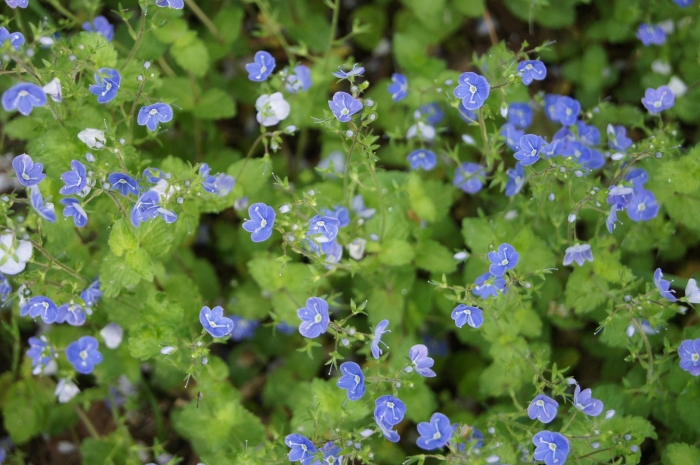 Вероника дубравная veronica chamaedrys
