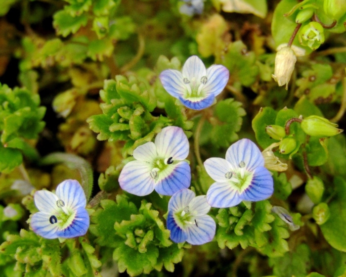 Вероника дубравная ползучая