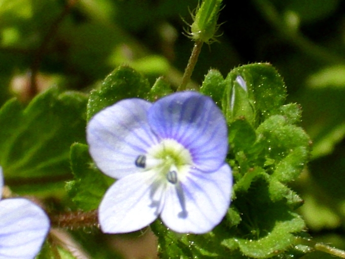 Вероника персидская veronica persica