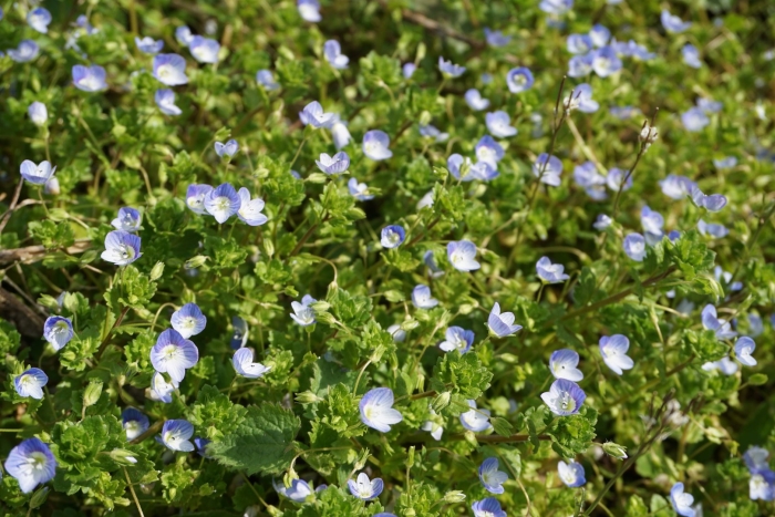 Nemophila menziesii
