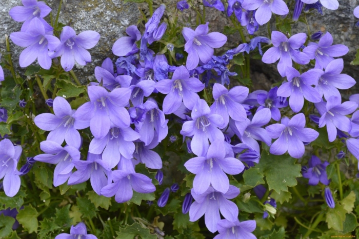 Кампанула колокольчик