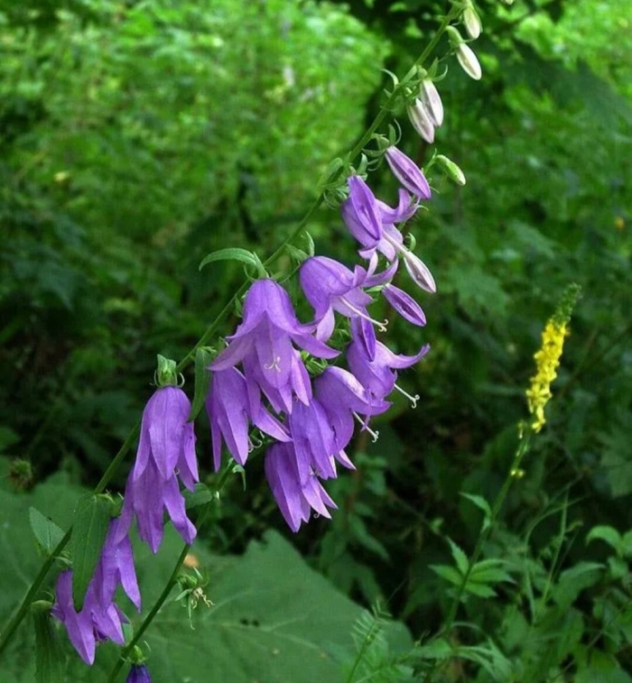 Колокольчики полевые