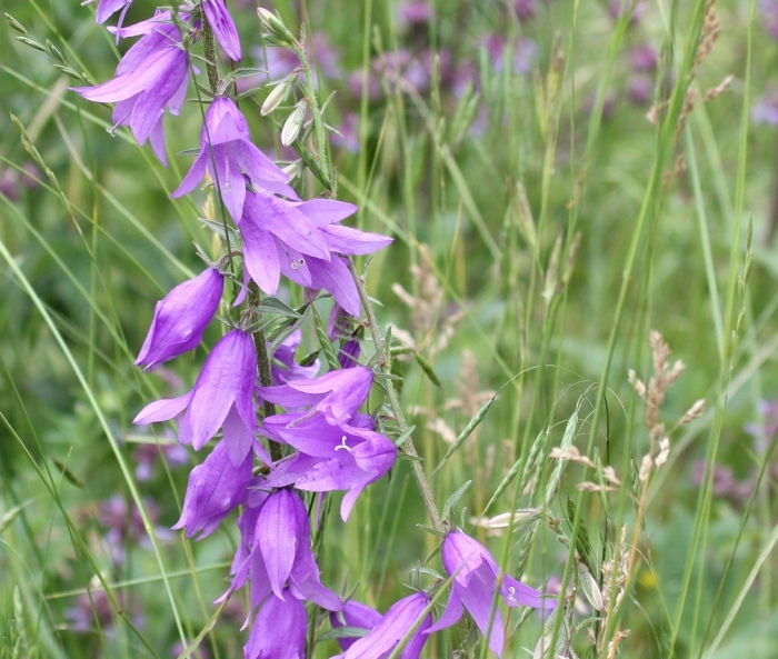 Колокольчик широколистный