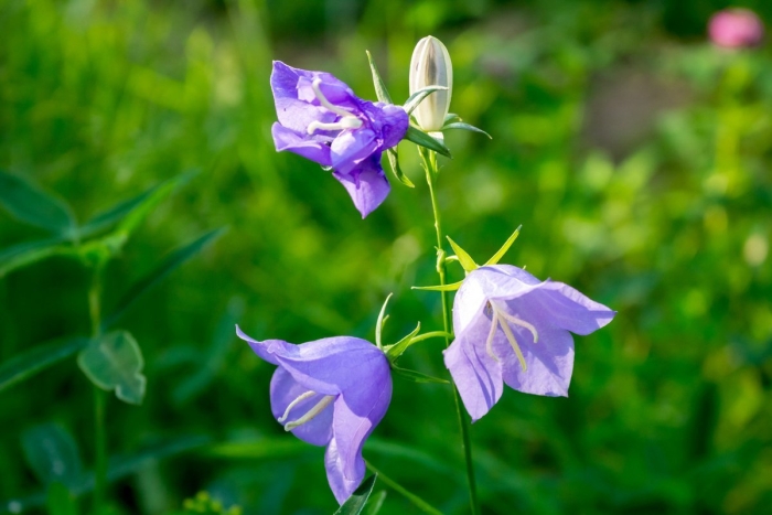 Колокольчик персиколистный (campanula persicifolia)