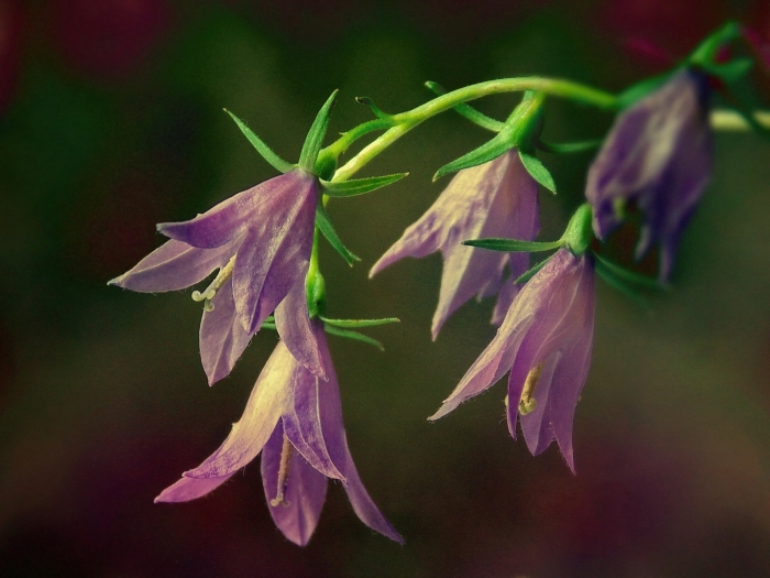 Цветок колокольчик