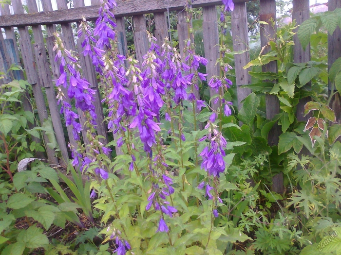 Королевский колокольчик многолетка