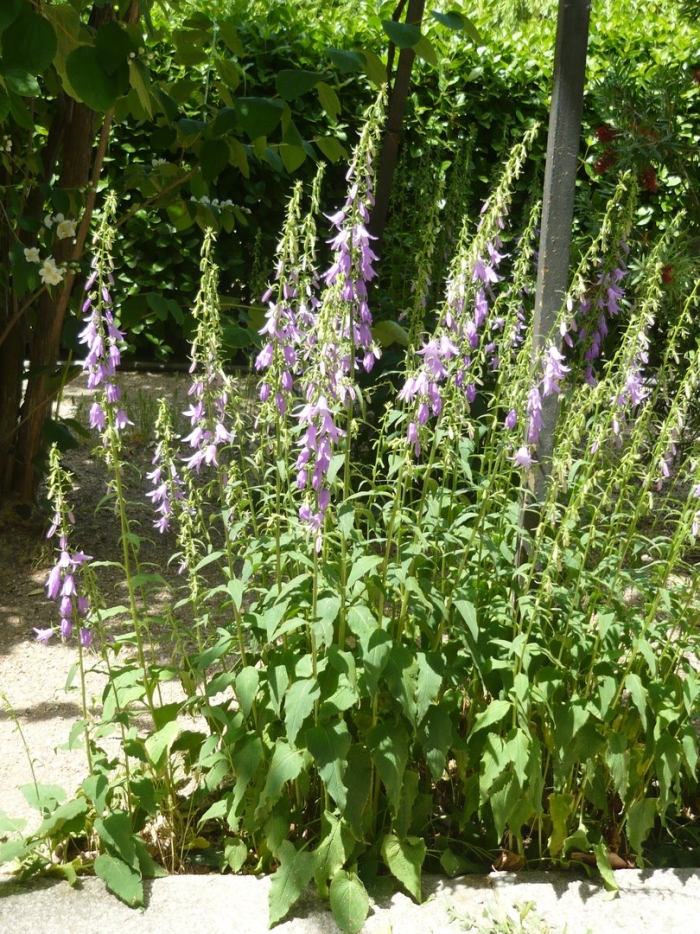 Колокольчик широколистный альба