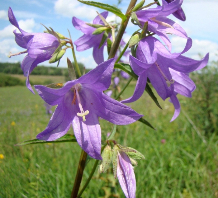 Campanula bononiensis