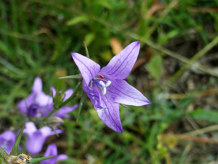 Campanula rapunculus