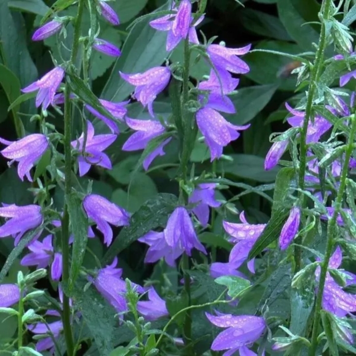 Колокольчик рапунцелевидный campanula