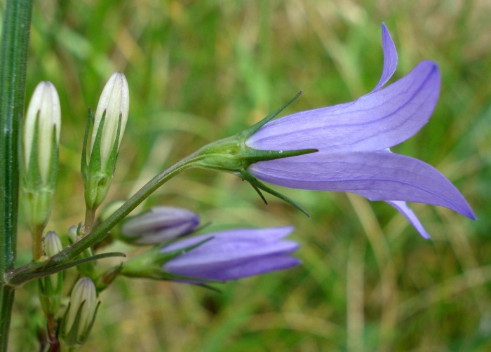 Campanula aucheri