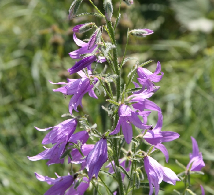 Campanula rapunculoides