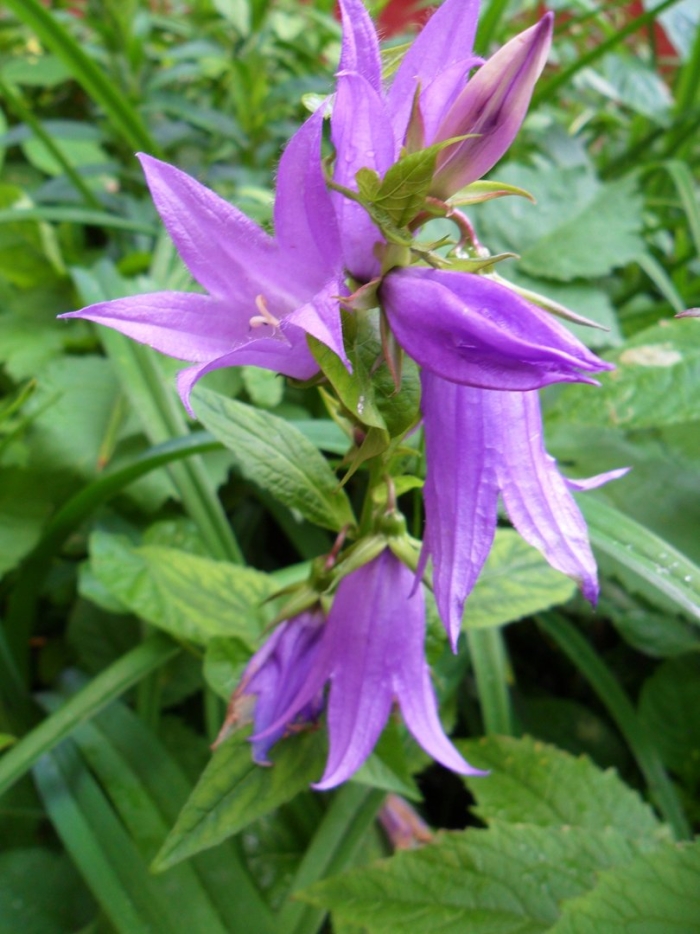 Колокольчик широколистный альба