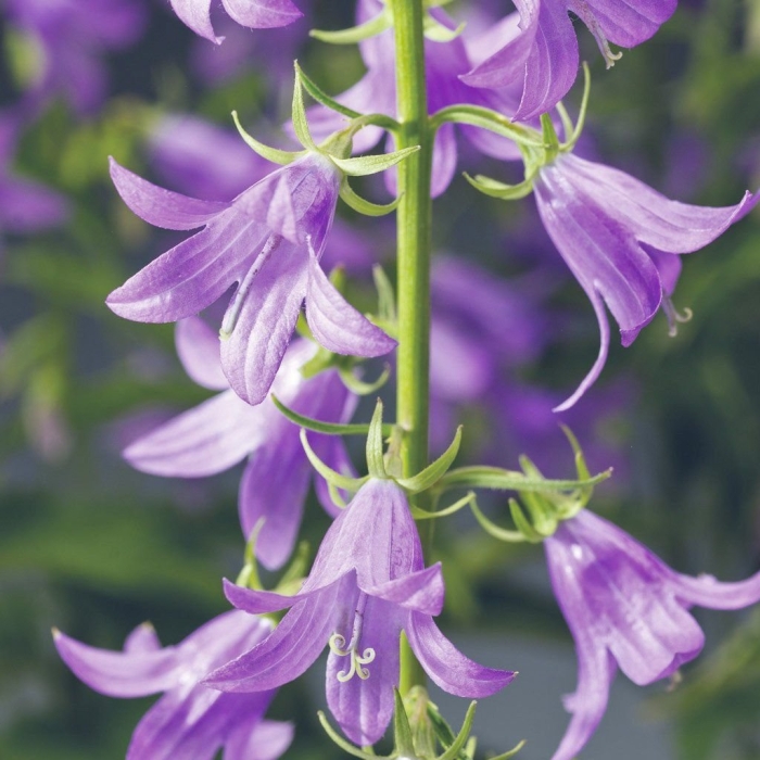 Колокольчик рапунцелевидный кэмбелл блю