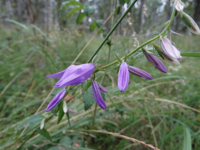 Колокольчик репчатовидный